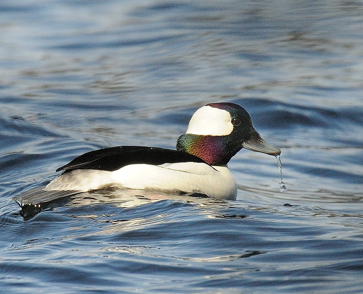 This male bufflehead is foraging, and just came up from a dive to find some delectable aquatic plants on the lake bottom. It was sunny that day, and the violet-and-green iridescence is evident on the back of its head. ..At times, the male bufflehead appears larger than it really is. When it puffs out the feathers on its head, the head almost appears bulbous.  In fact, the name bufflehead is a combination of buffalo and head; a buffalo does have a very large head.